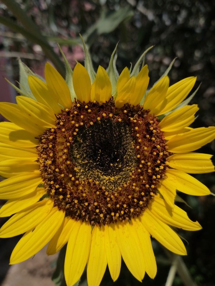 sunflower, color, photoart, natureincolor, bestphonephoto