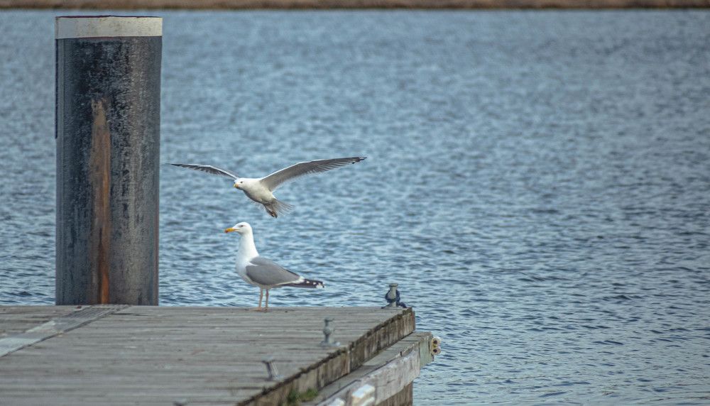 Фотография автора Aлексей Игнатьев