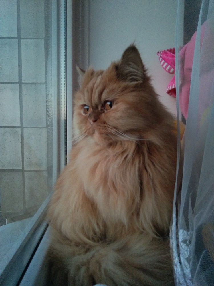 Фотография автора Yevheniia Matlai