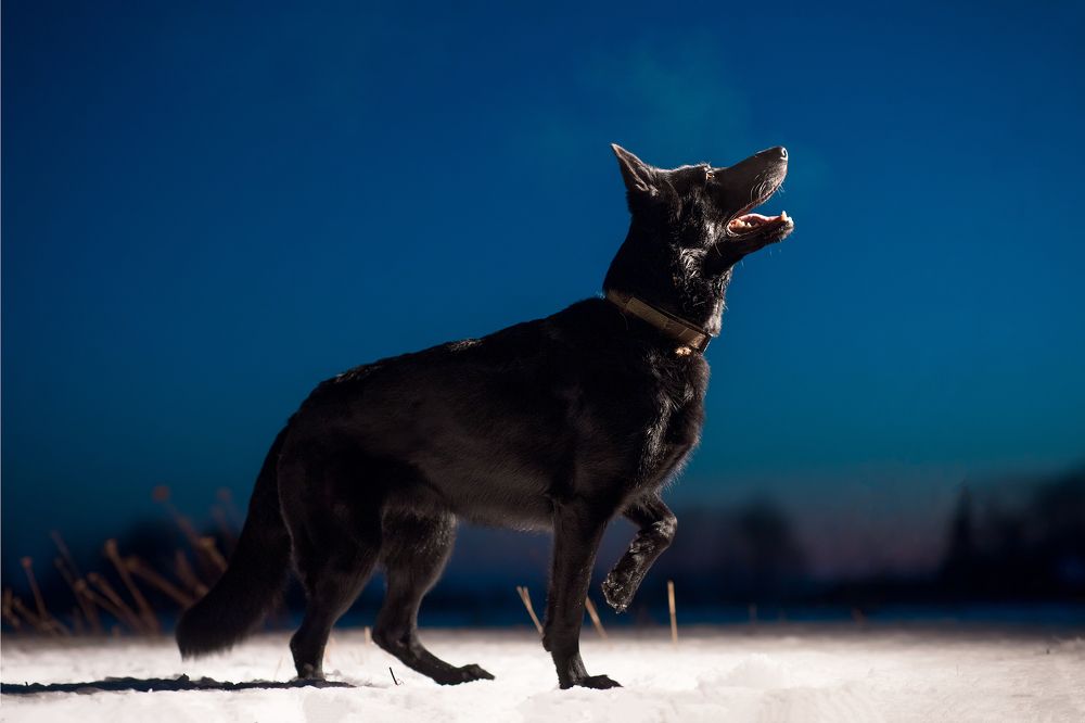 Фотография автора Aleksandr Kurnosov