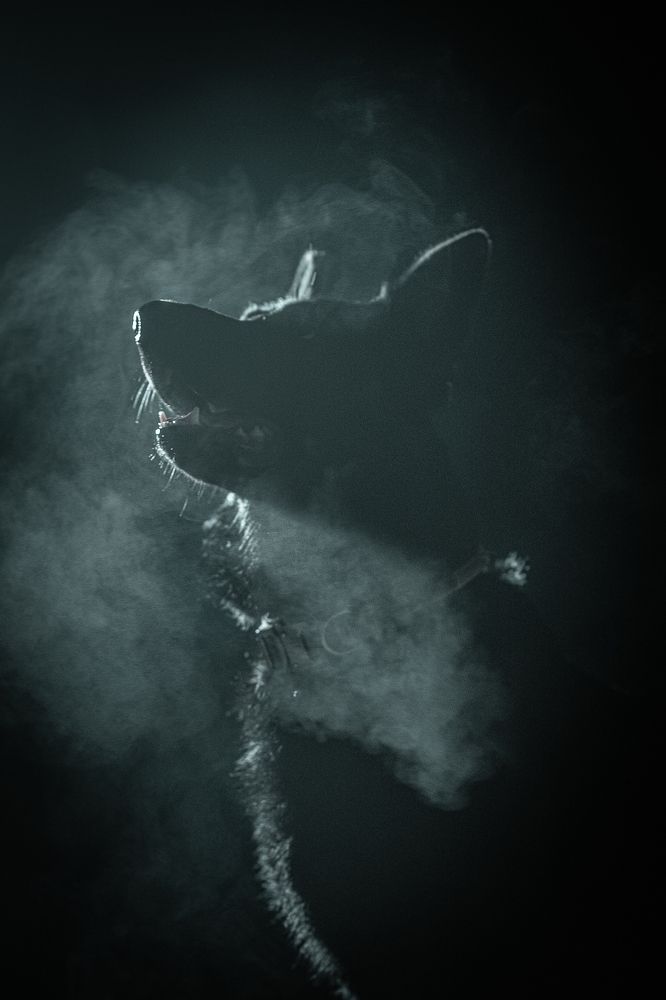 Фотография автора Aleksandr Kurnosov