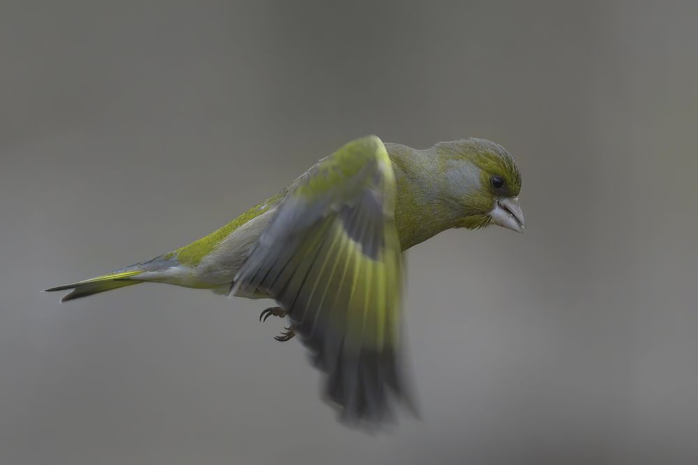 Photograph by Kim Dannerbo