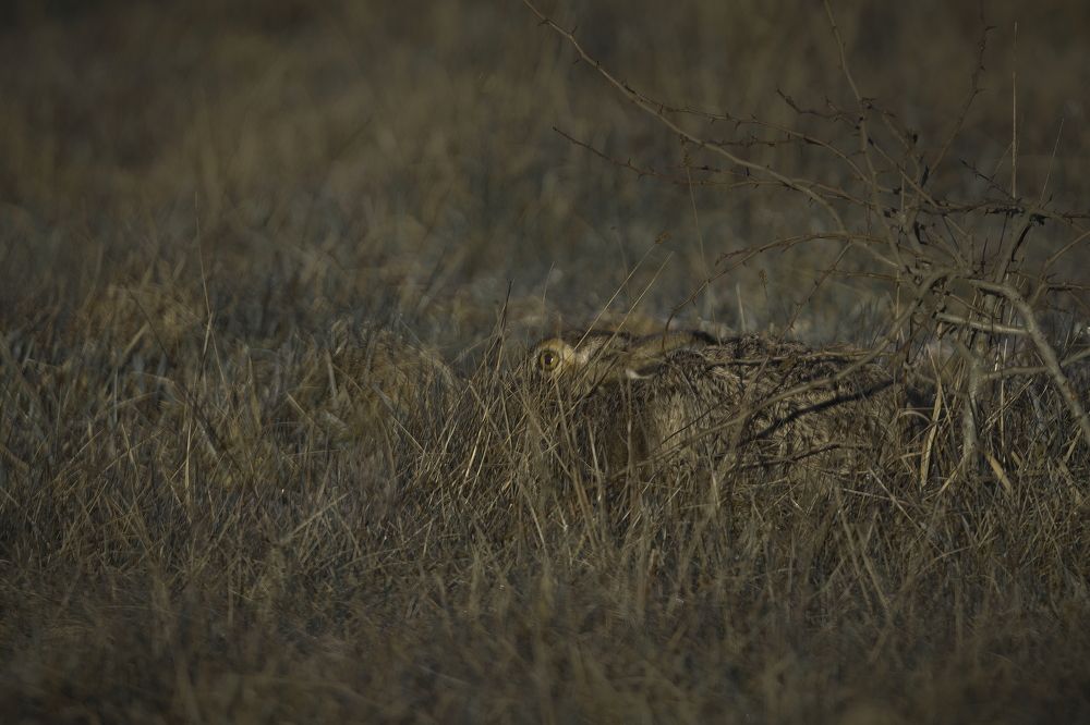 Photograph by Kim Dannerbo