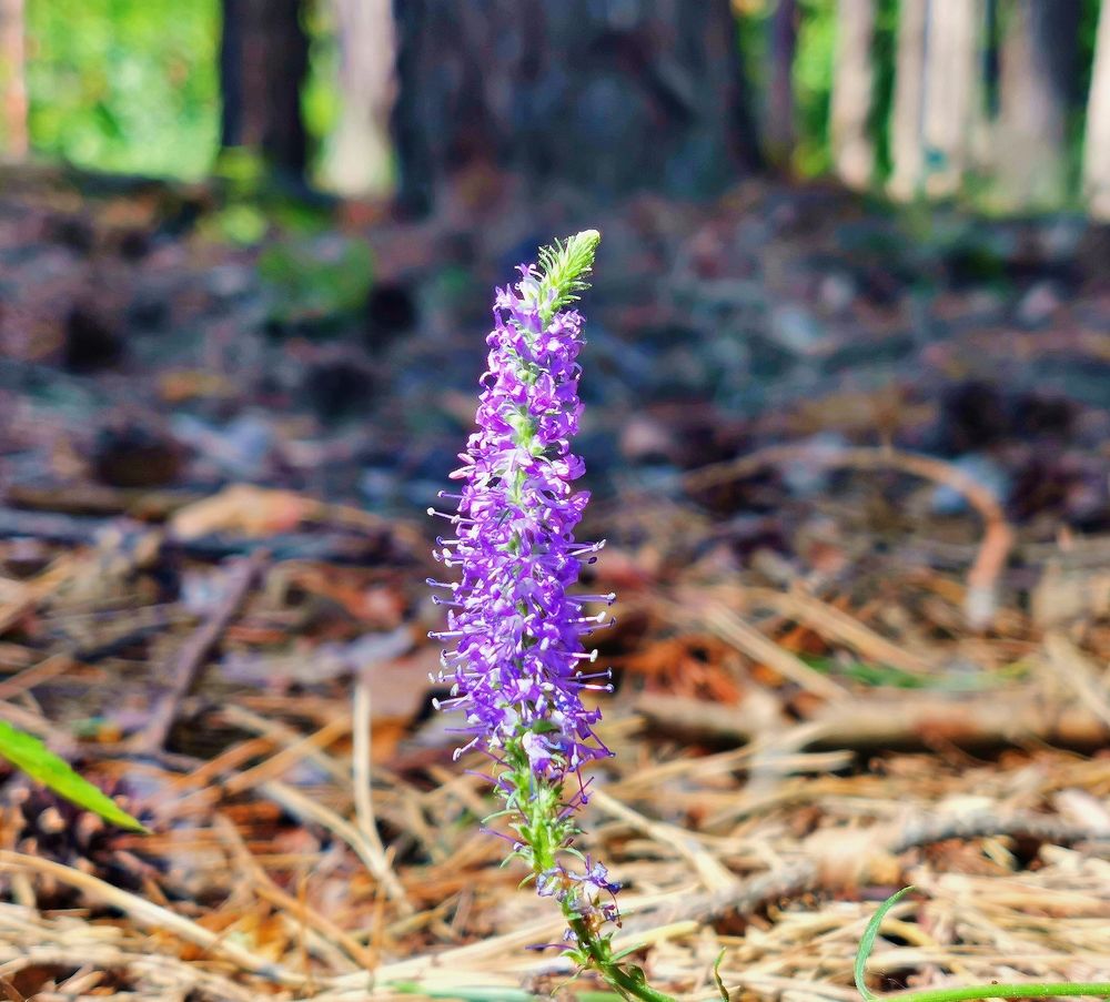 Photograph by Игорь Носков (Домненко)