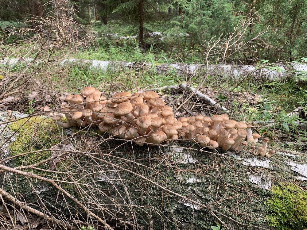 Photograph by Елена Киселева