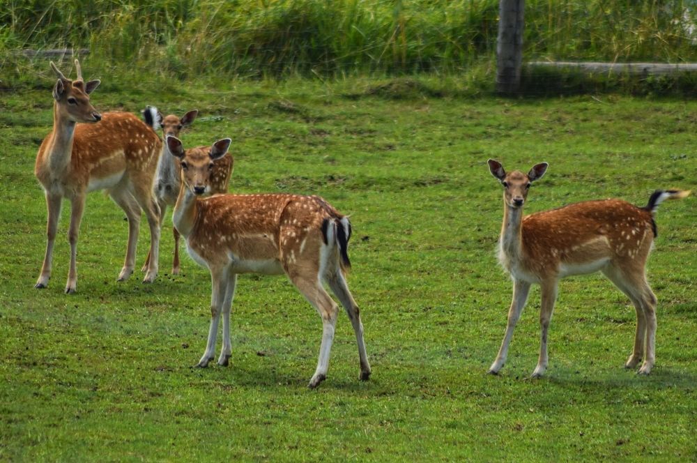 Na pozore a v strehu !