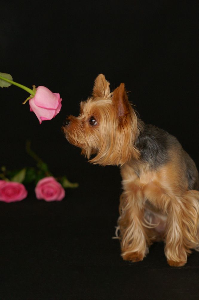 Фотография автора ЛАРИСА УСАЧЕВА