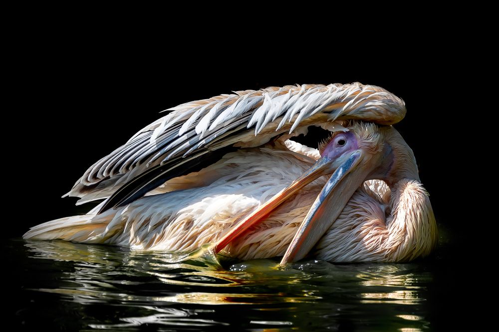 Photograph by David Lerer