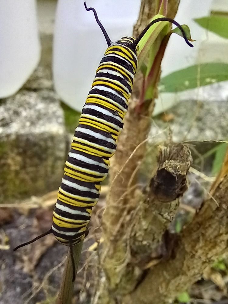 Фотография автора Orlando Silvio Silvera Hernández