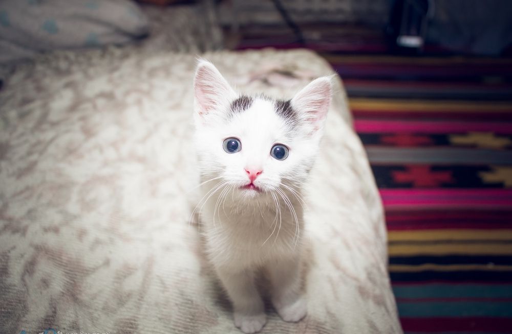 Photograph by Антон Ныскажу