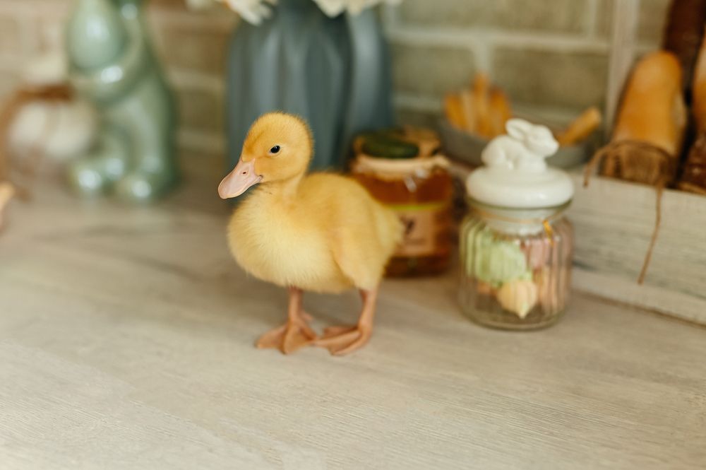 Фотография автора Агапова Арина