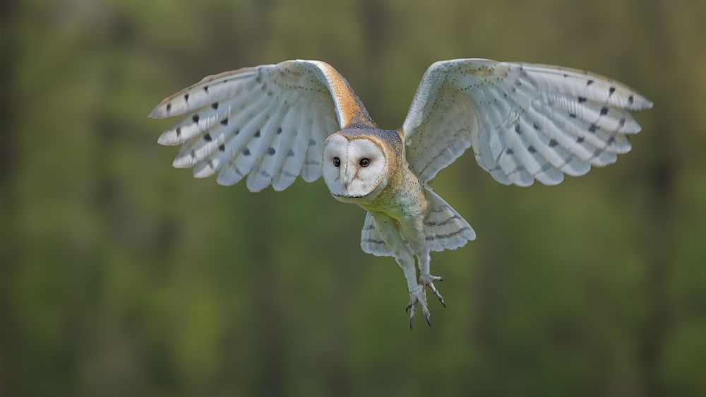 Photograph by heymans Tiffany