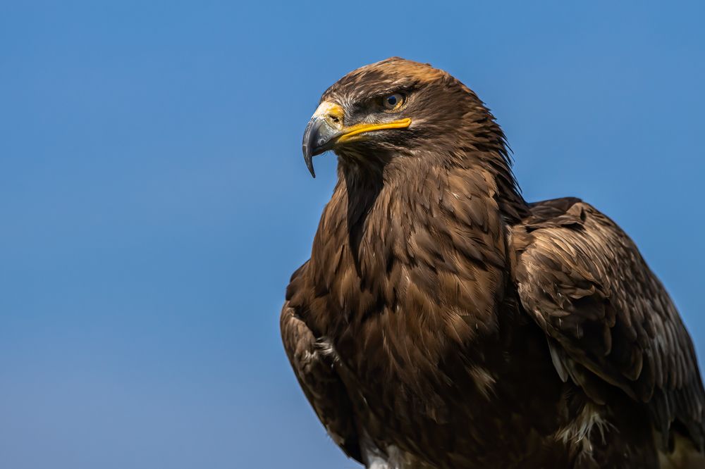 Photograph by heymans Tiffany