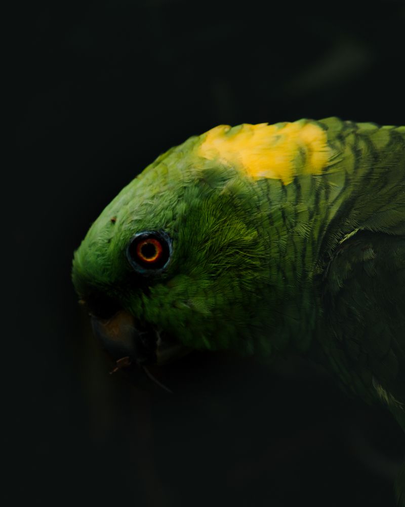 Photograph by Fabricio Segura