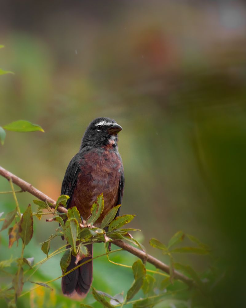 Photograph by Fabricio Segura