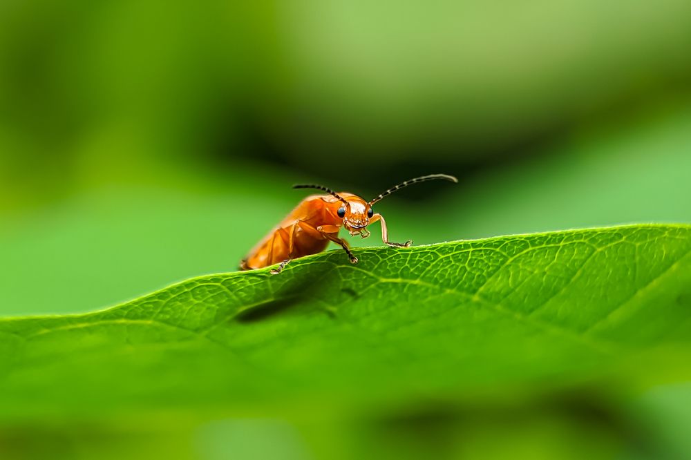 Photograph by Chamod Champika