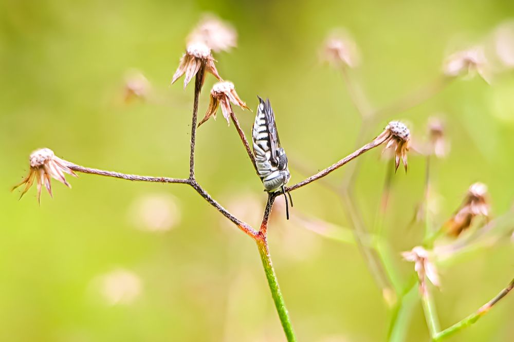 Photograph by Chamod Champika