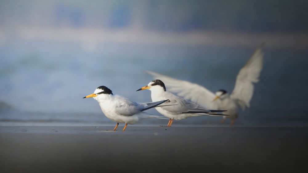 little tern