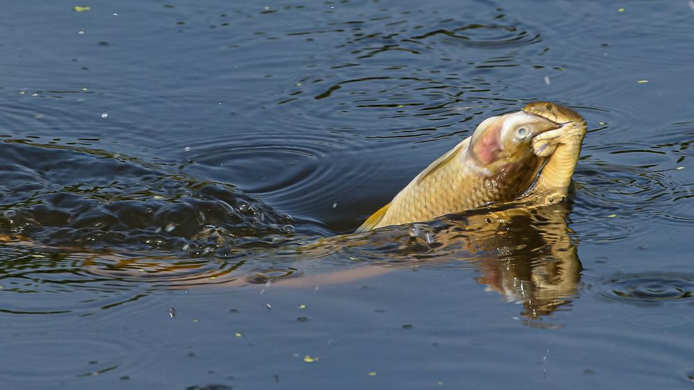 Фотография автора Pradeep Plaha