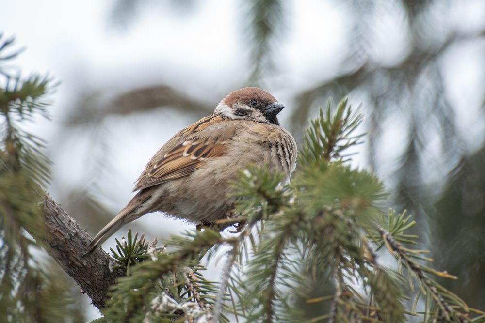 Photograph by Саша Литвин
