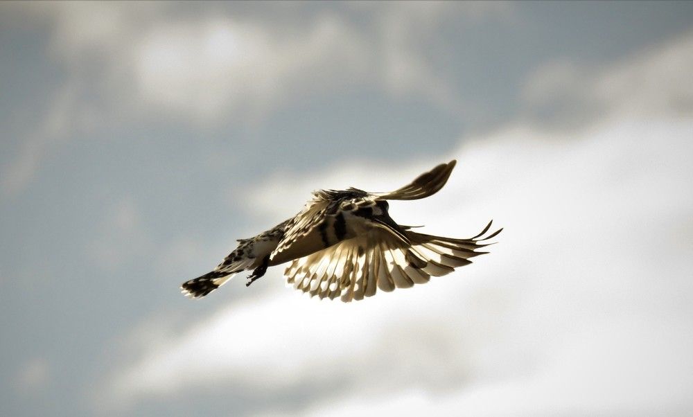 Photograph by Dylan Millson