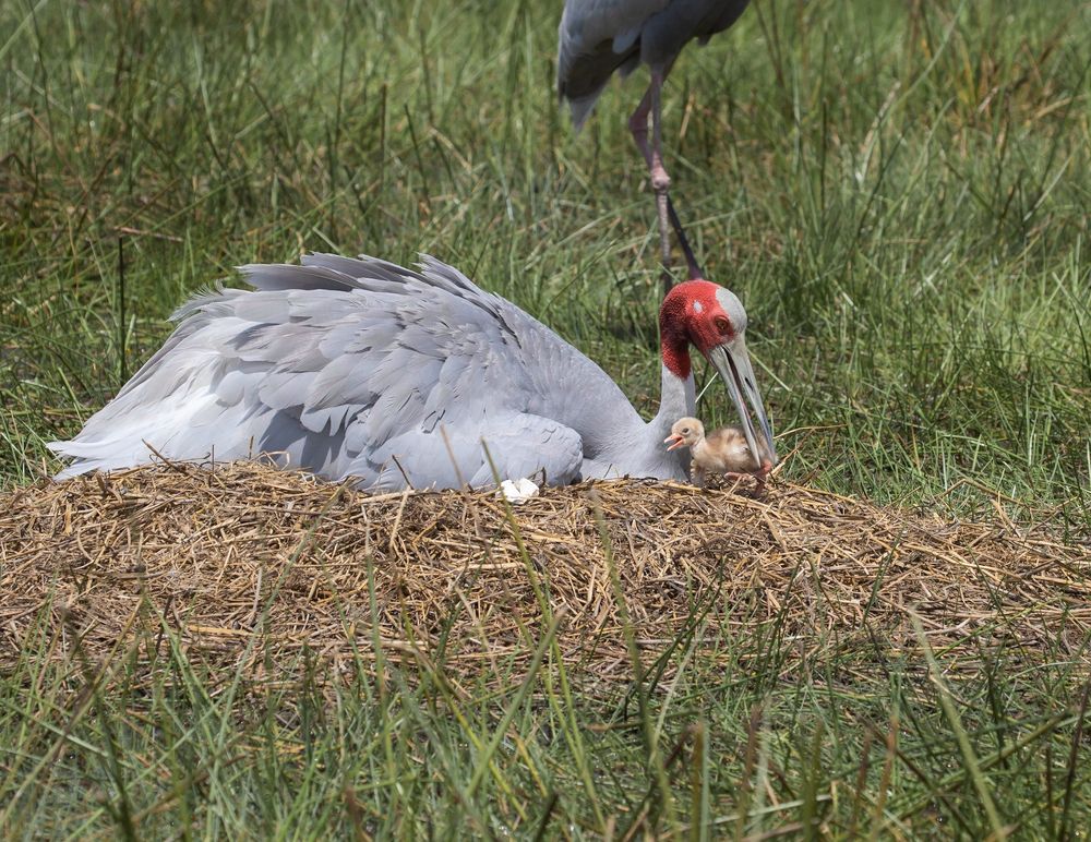 Фотография автора Pradeep Plaha