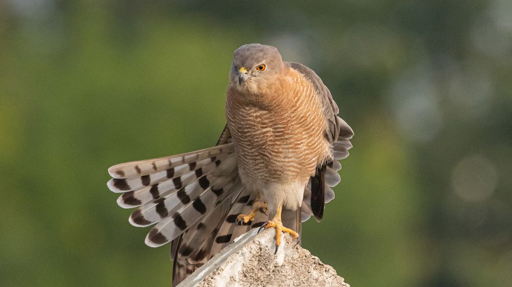 Фотография автора Pradeep Plaha