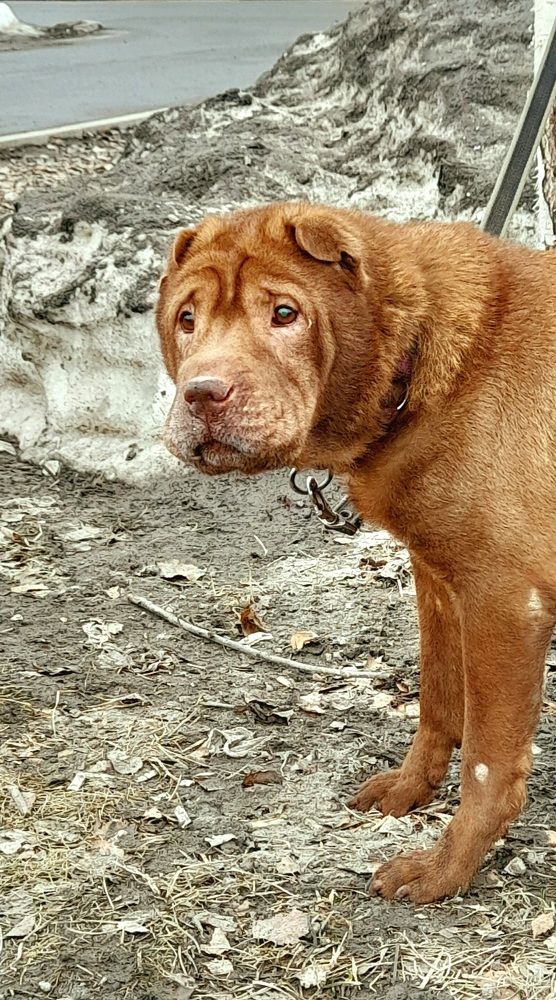 Photograph by Соколова Елена