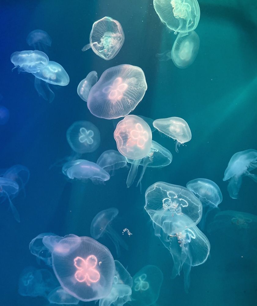 Фотография автора Елена Ельшина