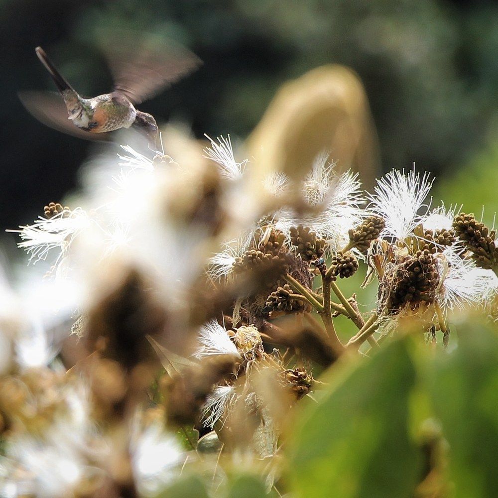 Photograph by Mauricio Mora Flores