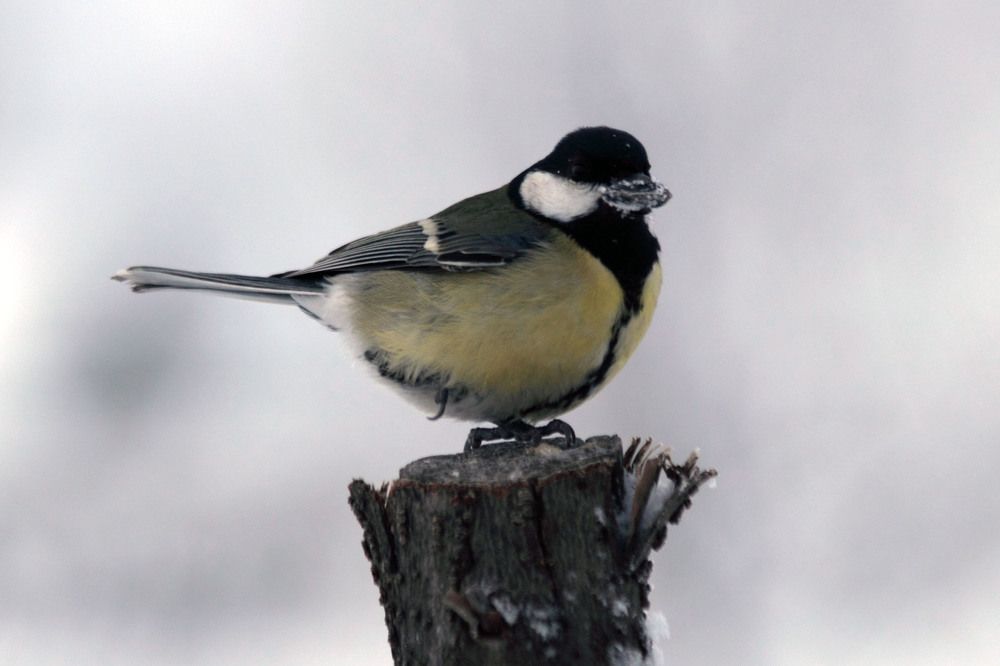 Джон Сильвер с добычей