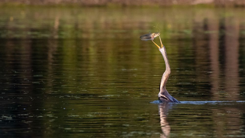 Фотография автора Pradeep Plaha