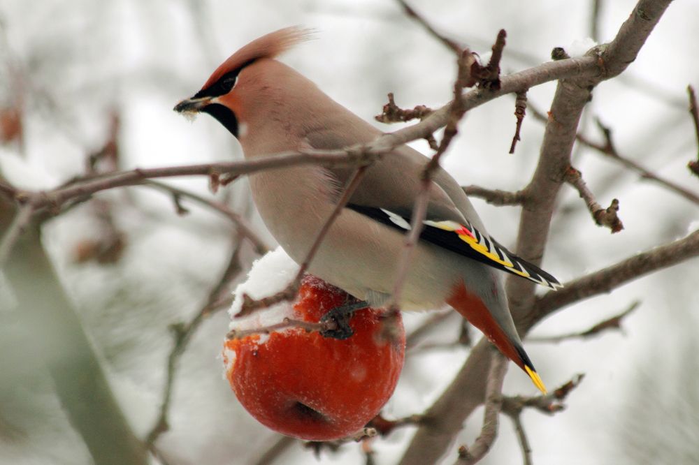 Свиристель