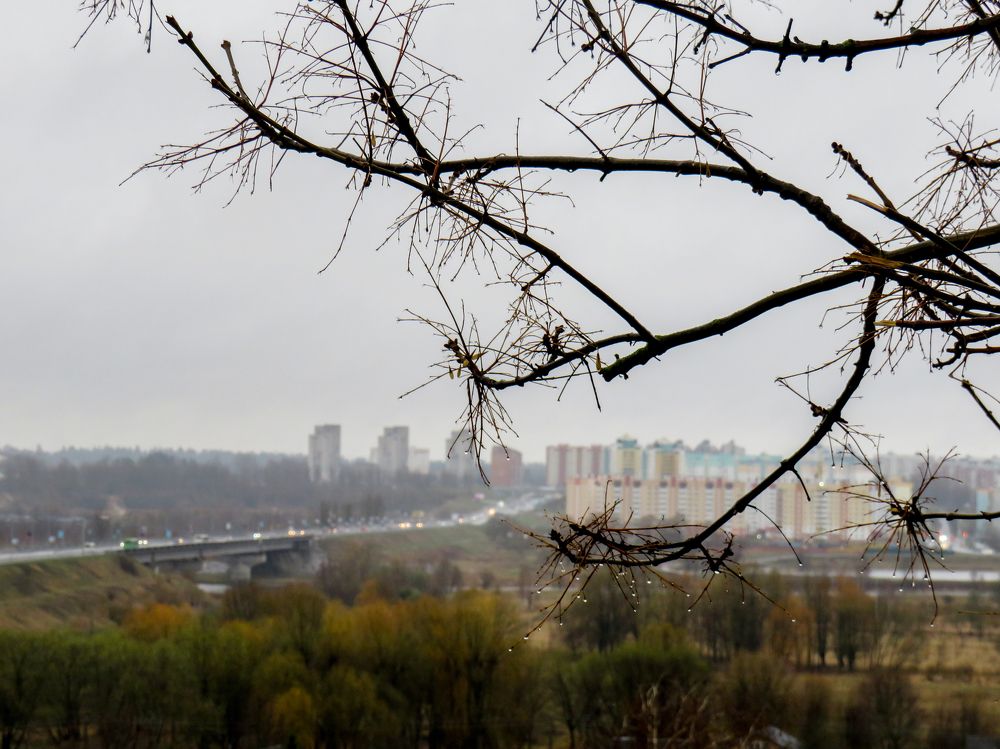 Raindrops on a tree branch against the backdrop of the city