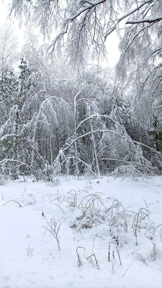 Photograph by Светлана Жорнова