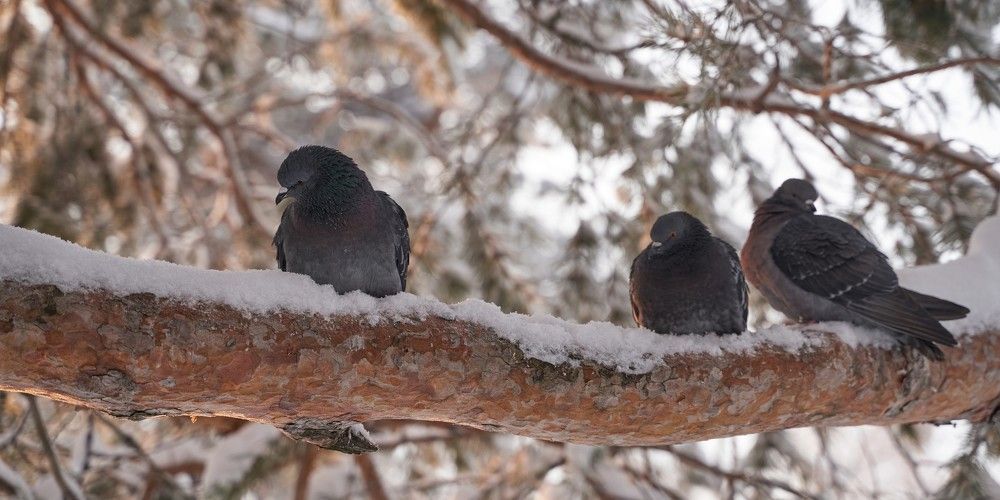 Photograph by Владимир Алексеев