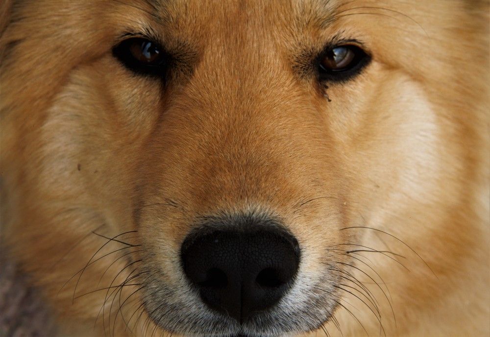 Photograph by Հակոբ Դեմուրչյան