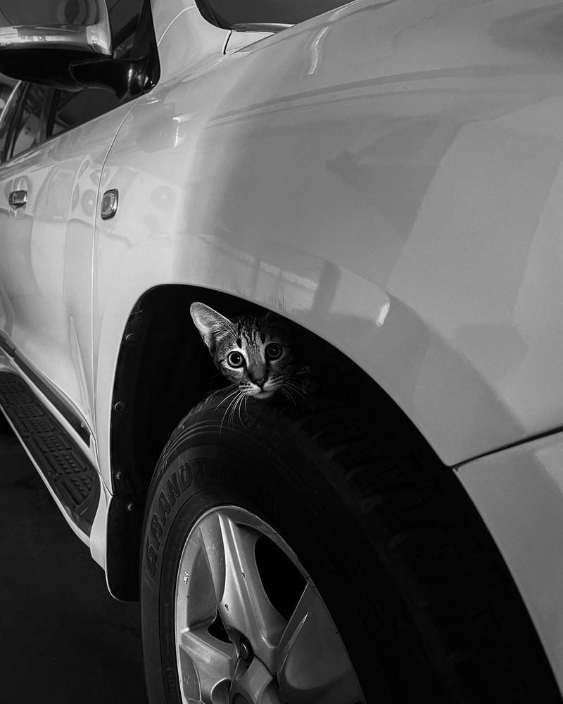 Photograph by Ezzeldin El Samanoudy