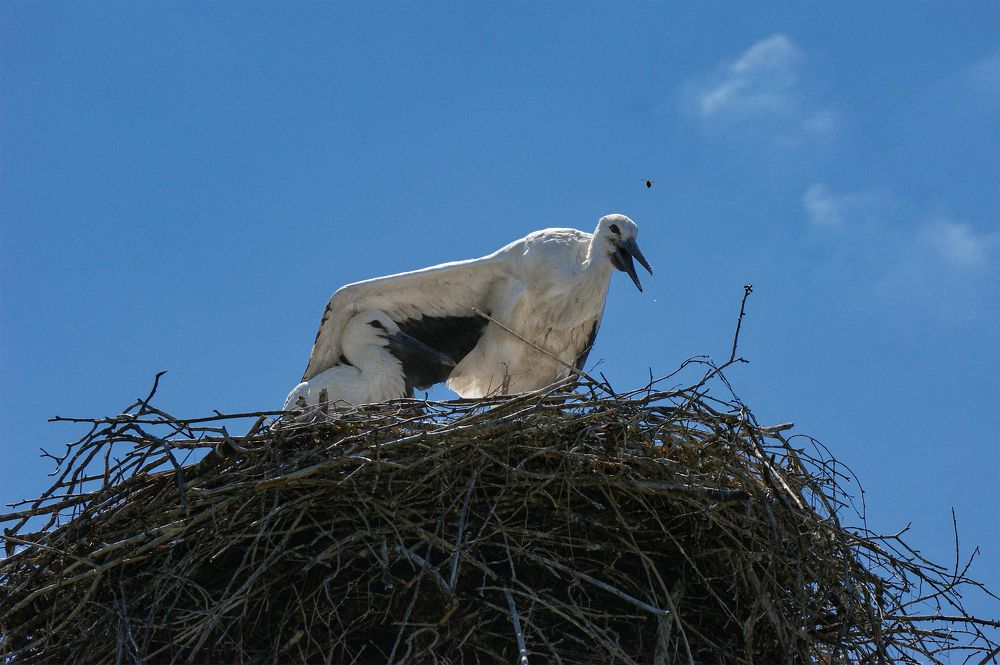 Photograph by Svetlana Karnauh Карнаух