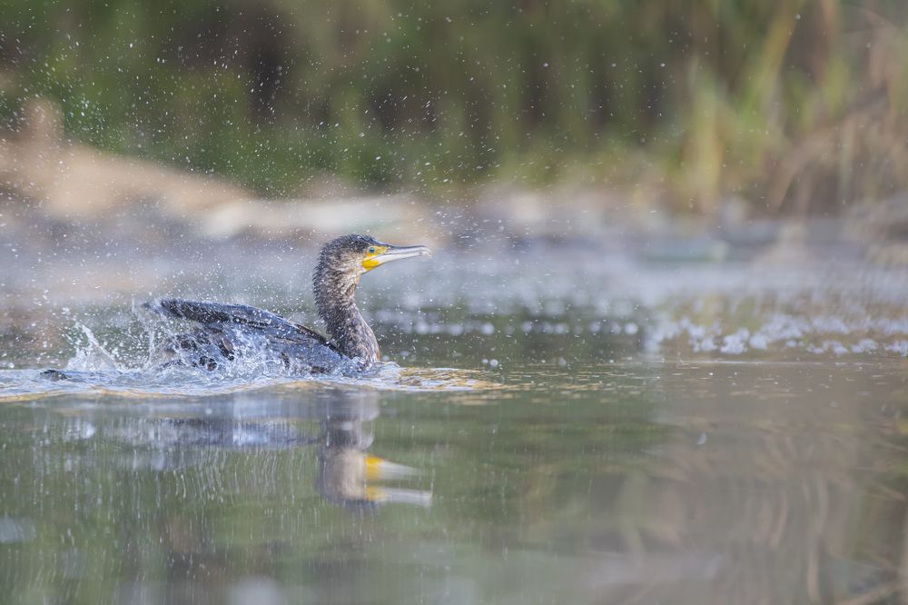 Фотография автора Mehdi EL Baqali