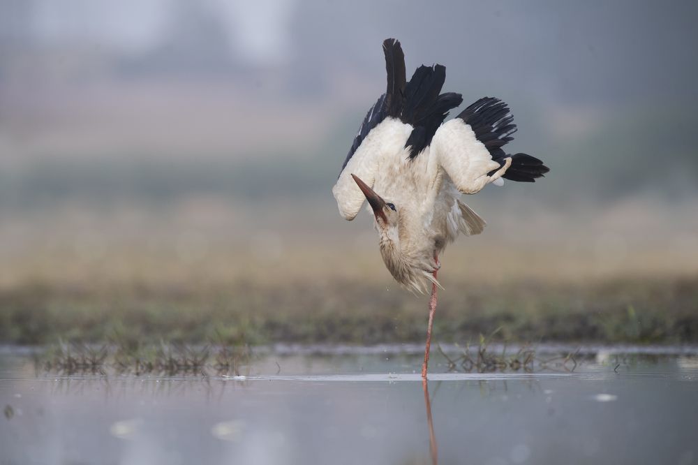 Фотография автора Mehdi EL Baqali