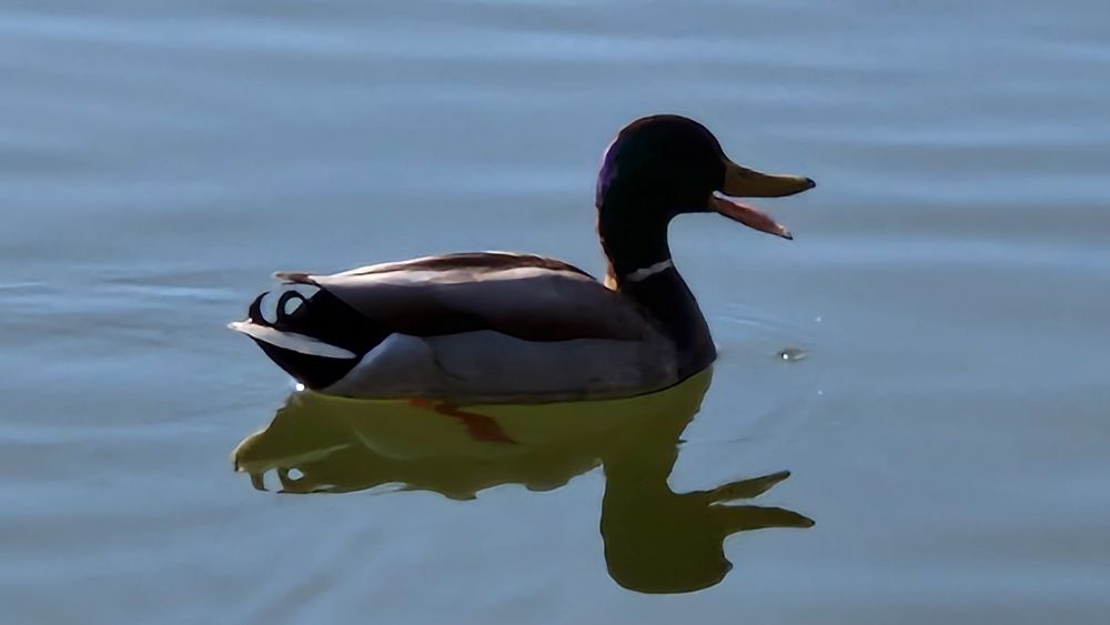 Фотография автора Kiss Gabor