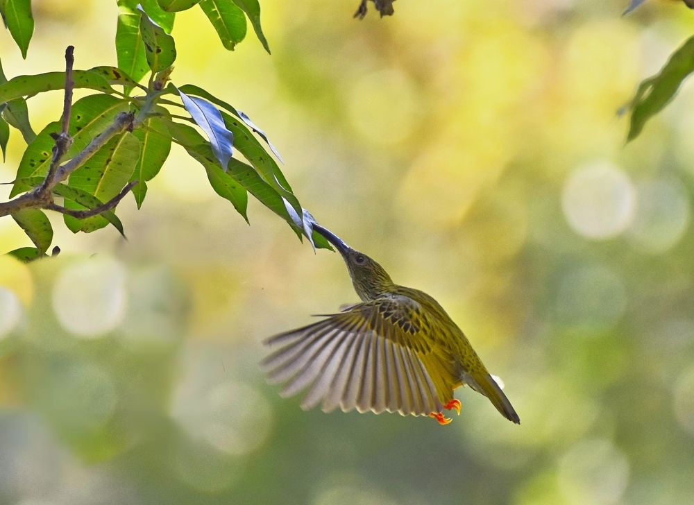 Streaked Spiderhunter