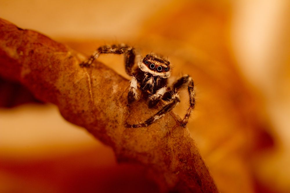 Фотография автора Gabriel de Araujo Almeida