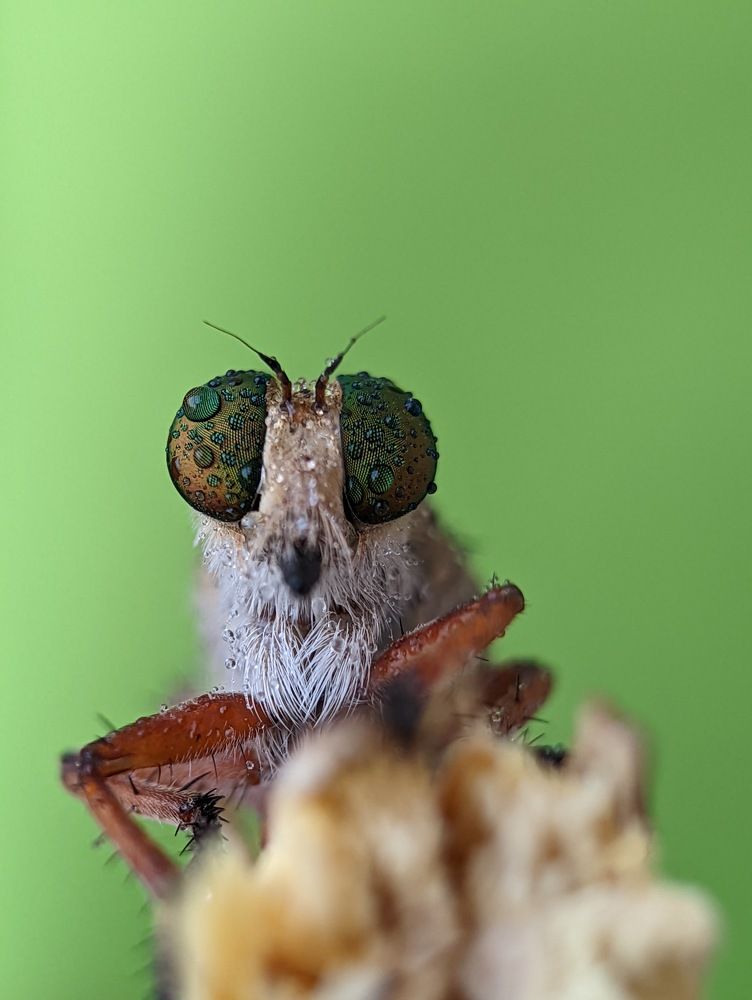 Photograph by Pavankumar AY