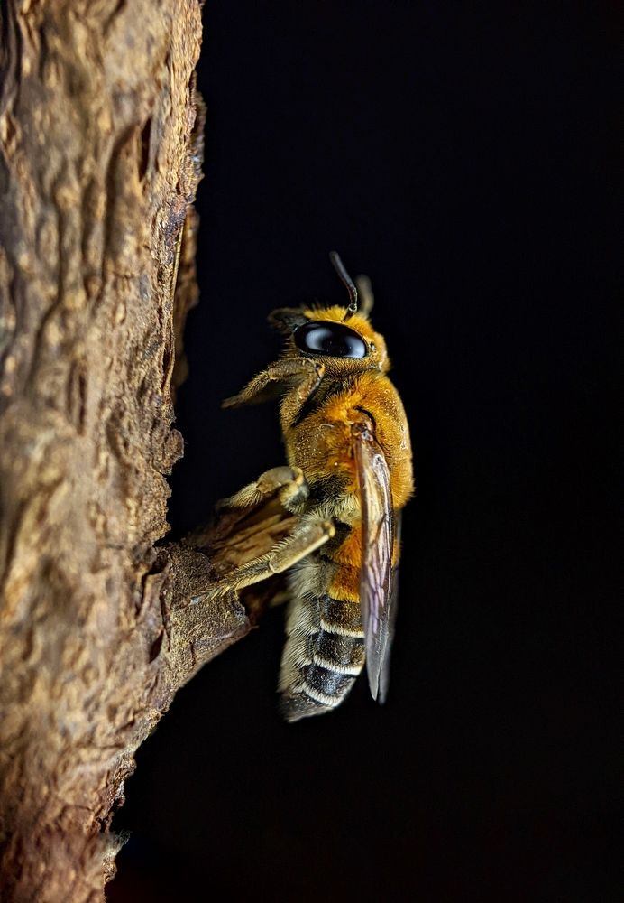 Photograph by Pavankumar AY