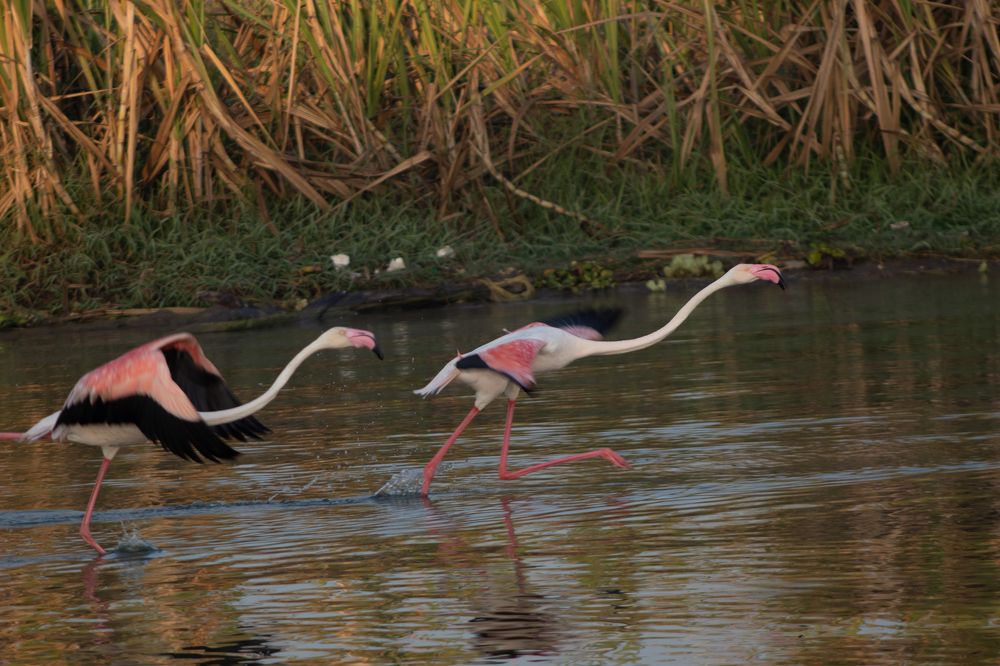 Photograph by Ninad Pethkar