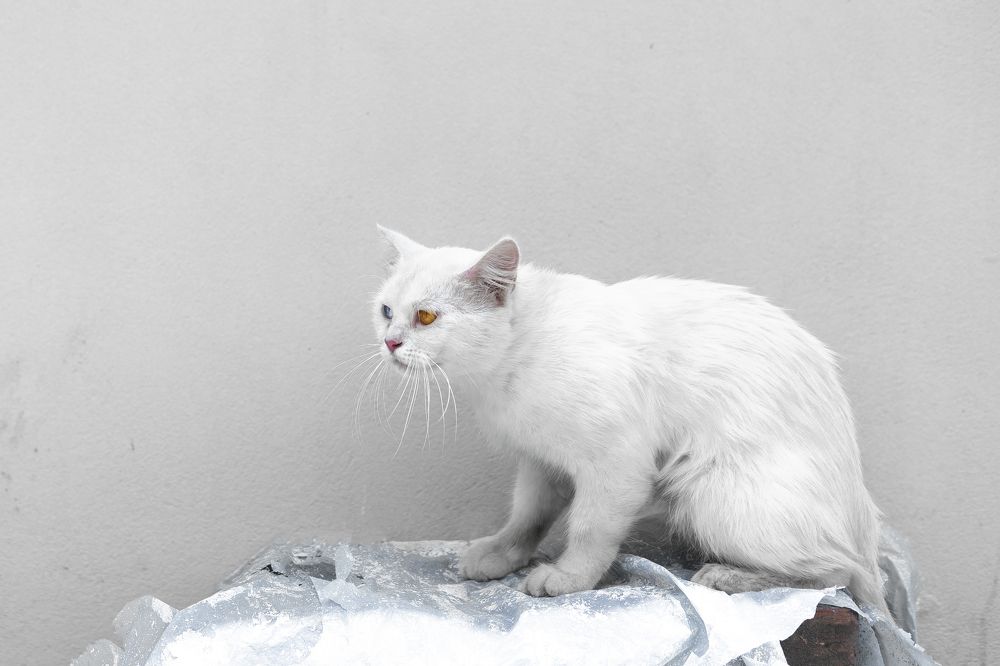 Photograph by Iftekhar Hossain