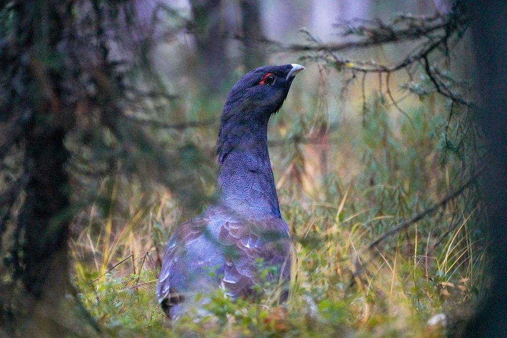 Фотография автора Виктория Ким
