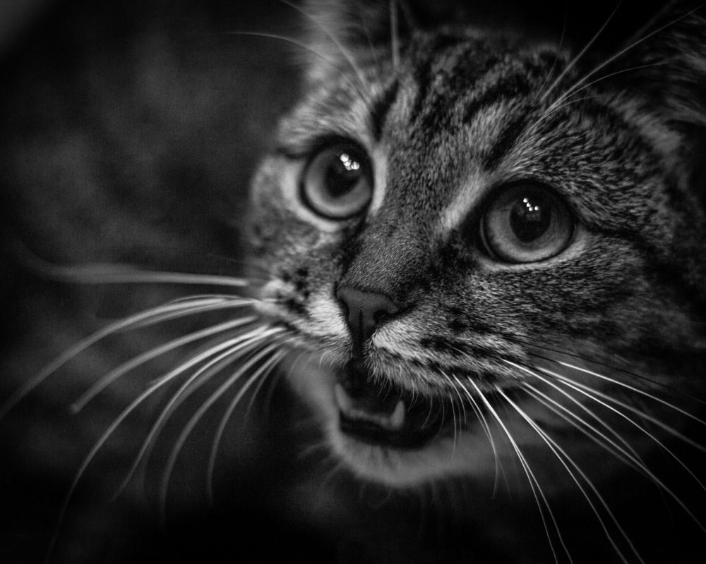 Photograph by Vera Vinogradova